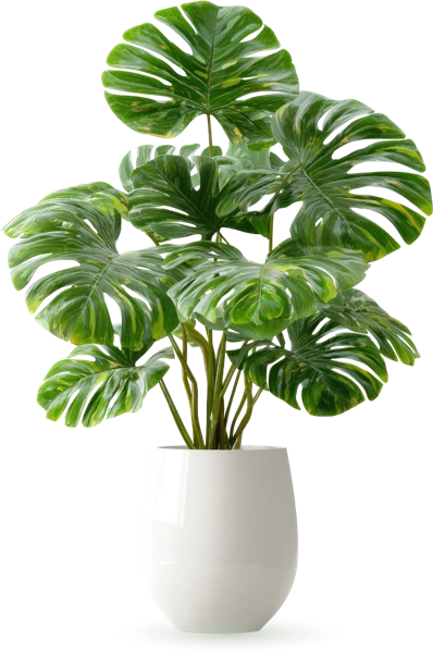 Decorative monstera plant in a freshly painted home by GreenTech Painting in London, Ontario.