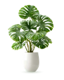 Decorative monstera plant in a modern pot