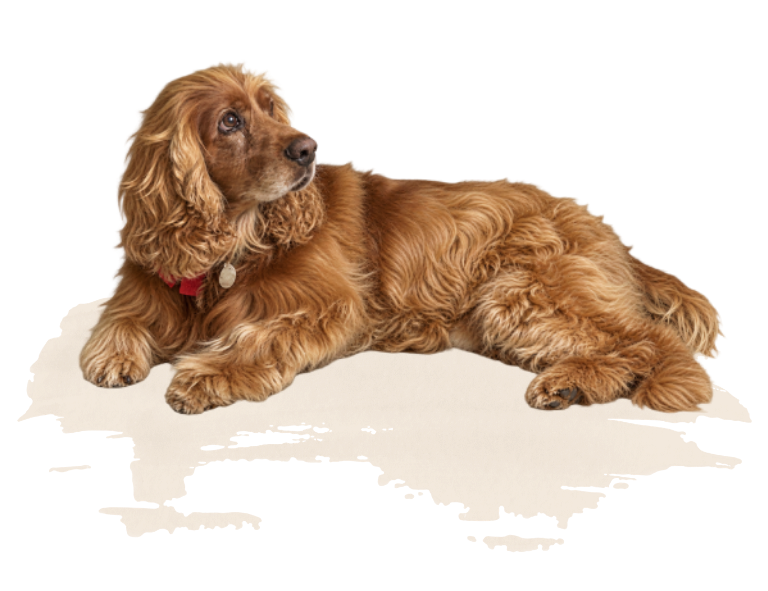 Dog in a healthy eco-friendly home painted by GreenTech Painting in London Ontario